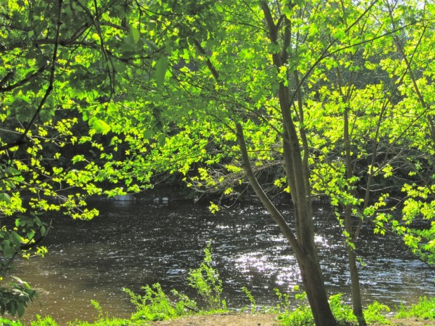 Dividing the heavily populated East Side from the just as heavily populated Riverwest neighborhood is the Milwaukee River looking much as it did when Native Americans were the only residents. How cool is that? Especially when you recall this stretch through Cambridge Woods Park was part of a planned but never-built four-lane riverside parkway. Shorewood residents were instrumental in fighting that project to a standstill back in the 1970s. Photo by Carl Swanson