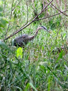When man leaves, nature moves in. A blue heron is on the hunt near Estabrook Park's swimming beach. Photo By Carl Swanson