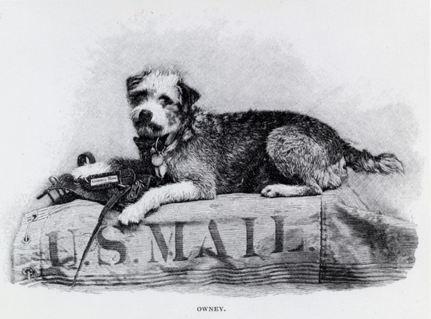 Engraving of Owney